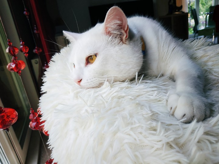 Bublik the cat
