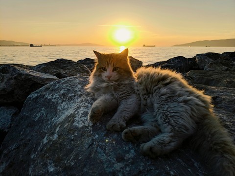 street cat lies on the rock