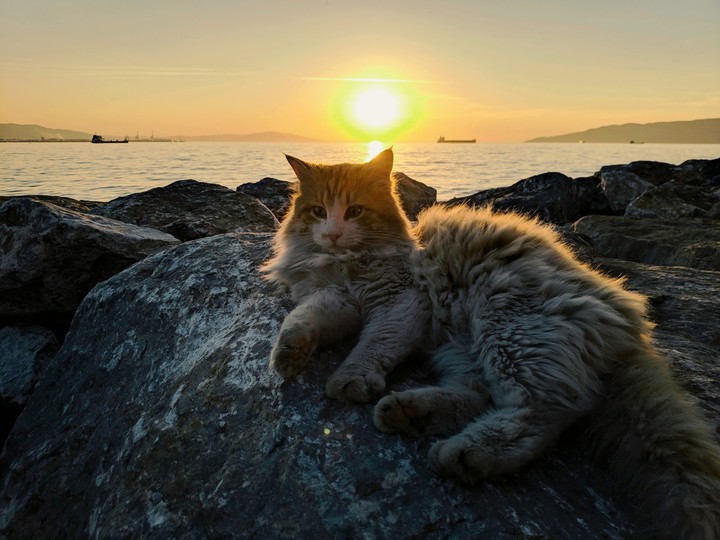 street cat lies on the rock