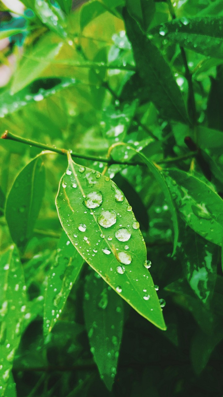 Can everything be pure like this water droplets in life.