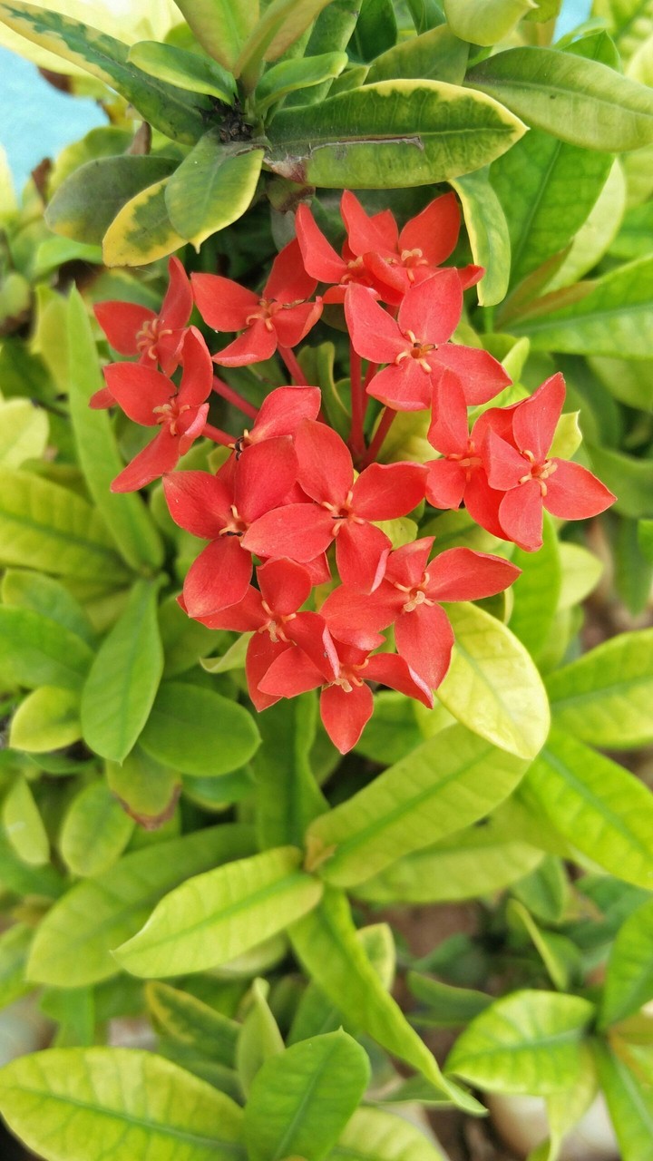 red flower