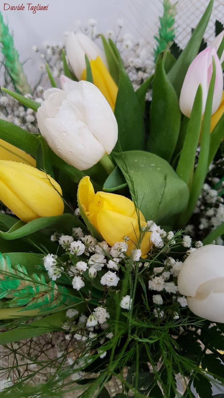 Tulipani
