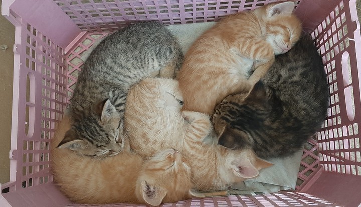 Cute kitties