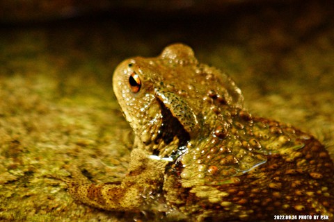 sfondi toad, anaxyrus