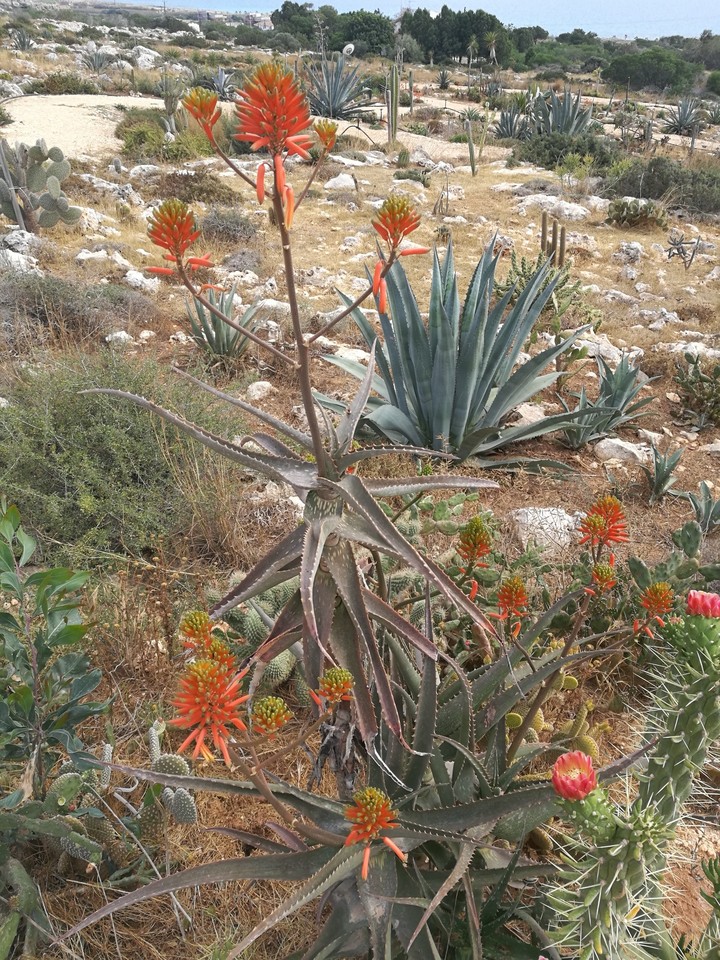 cactus