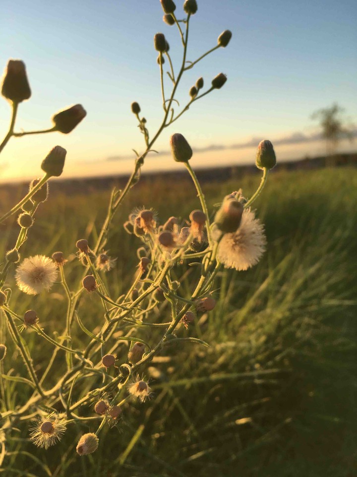 Dandelions