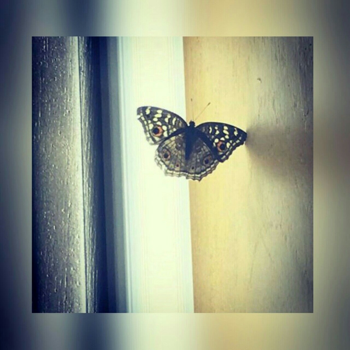 Pretty Butterfly