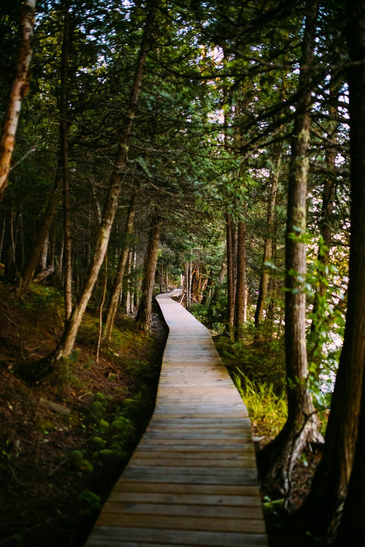 forest