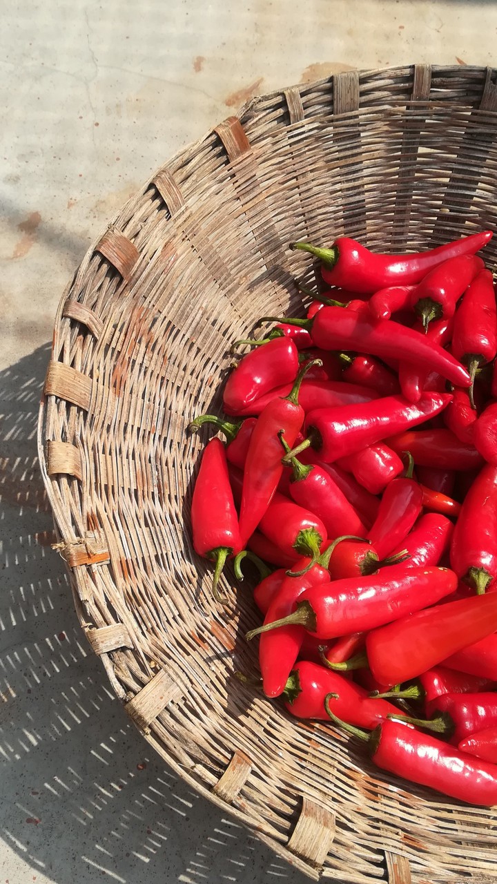 Red Chilli In Wooden Basket in VILLAGE