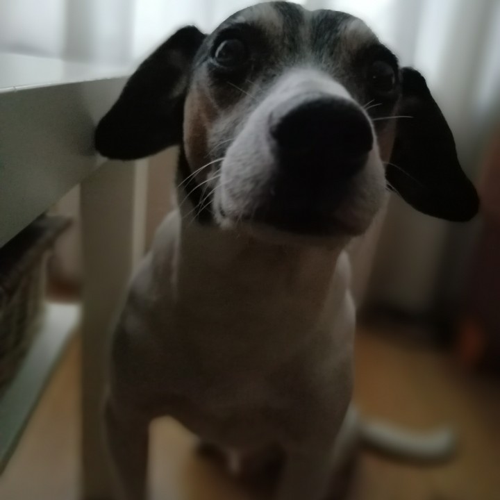 cute dog