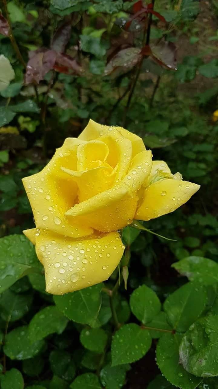 yellow rose