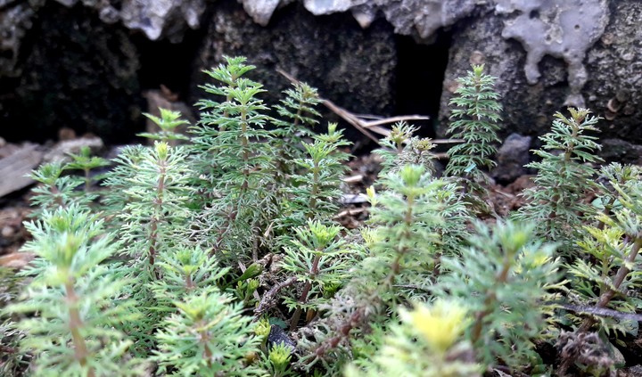 Teeny Creature