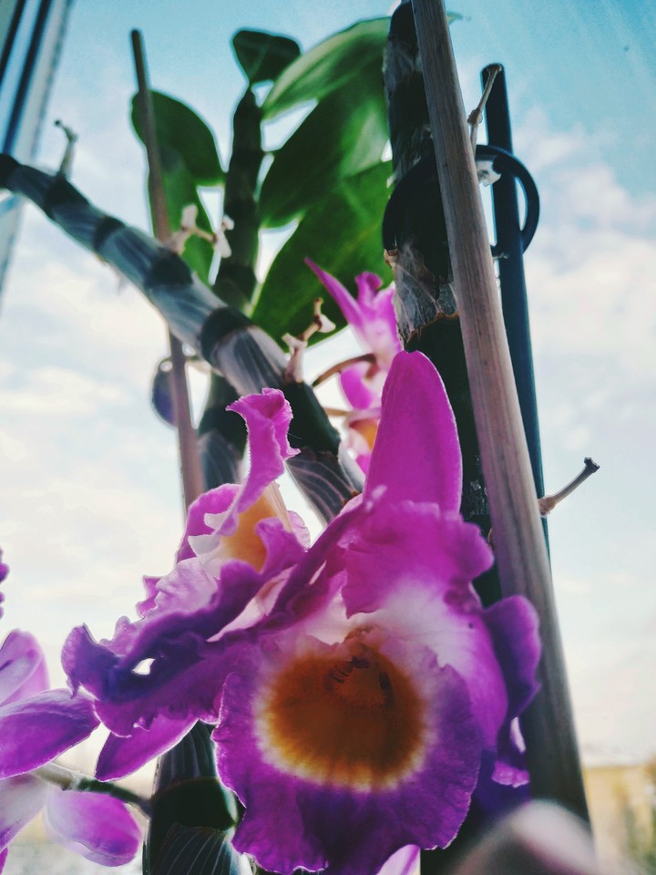 orchids