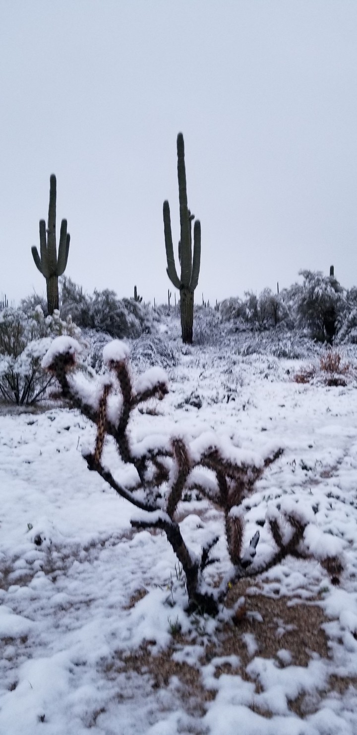 Rare Desert Winter