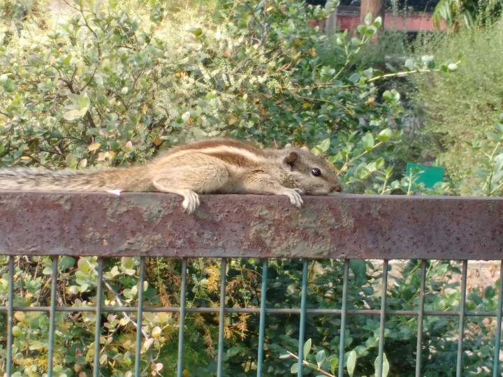 squirrel