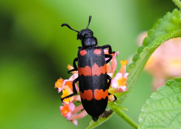 Bugs