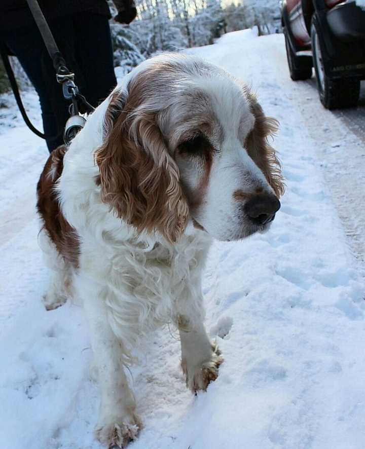 Dog
