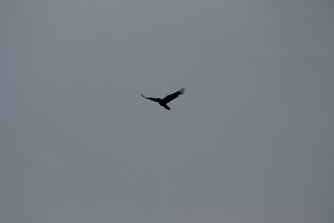 Freedom
