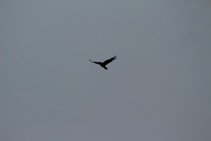 Freedom