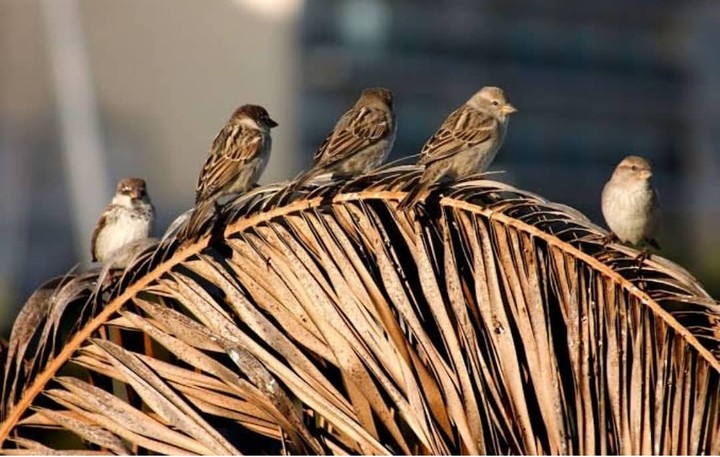 Sparrows