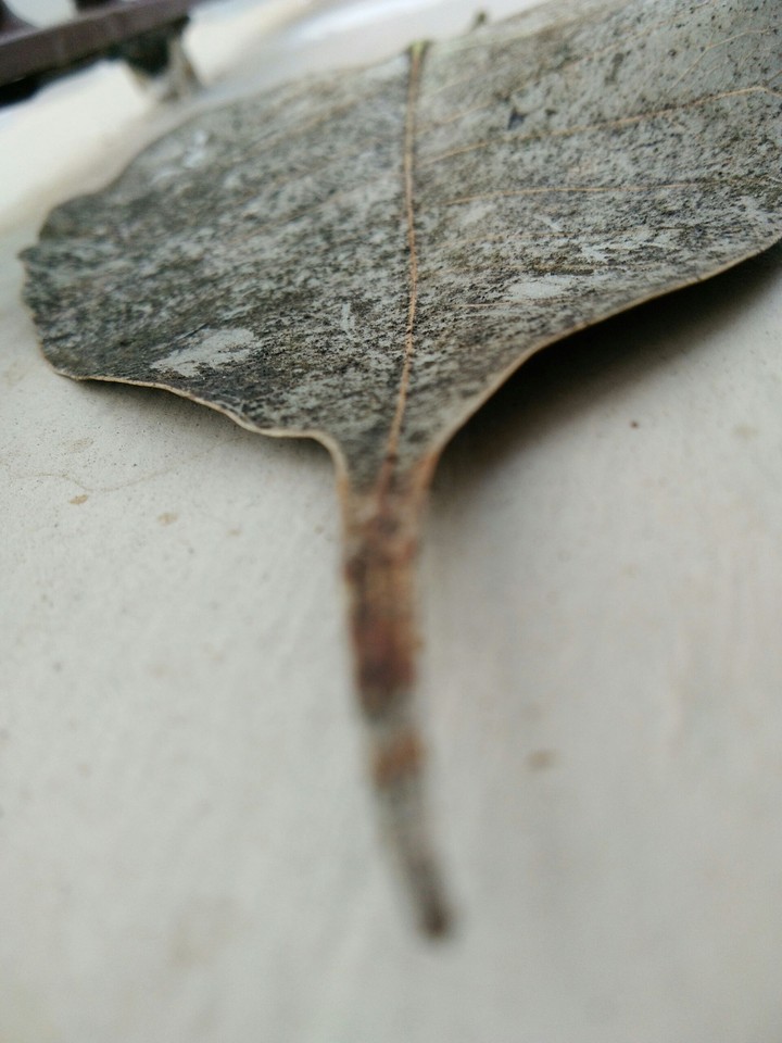 leaf