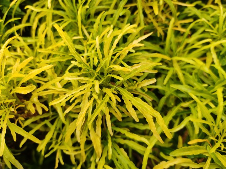leaves