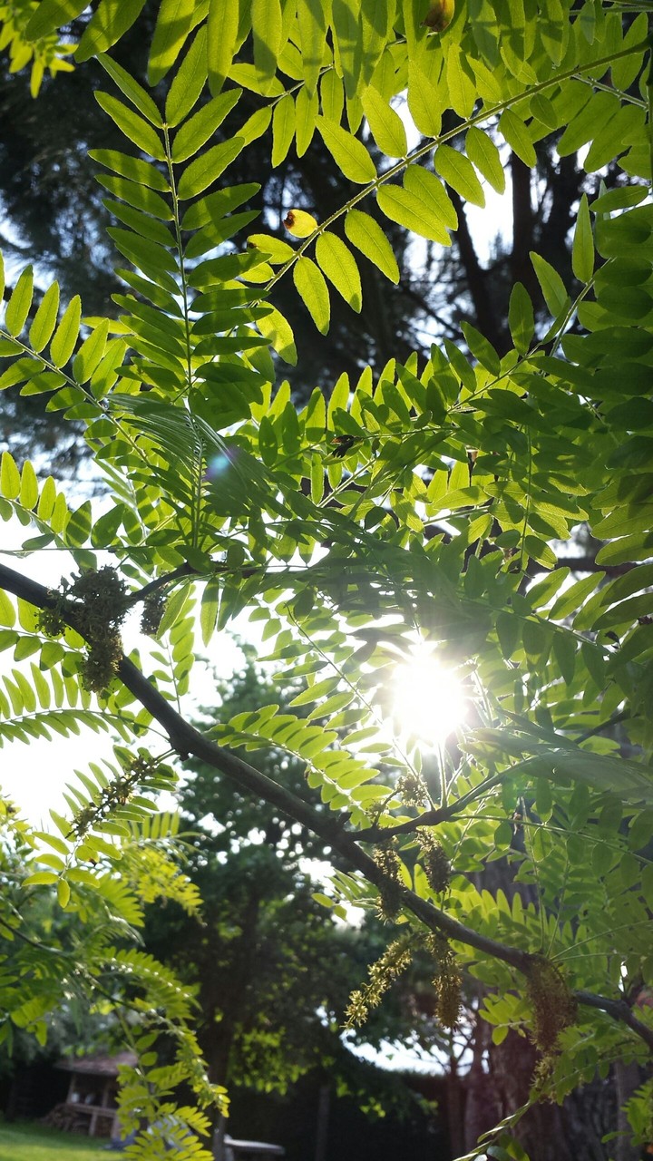 Green Life
