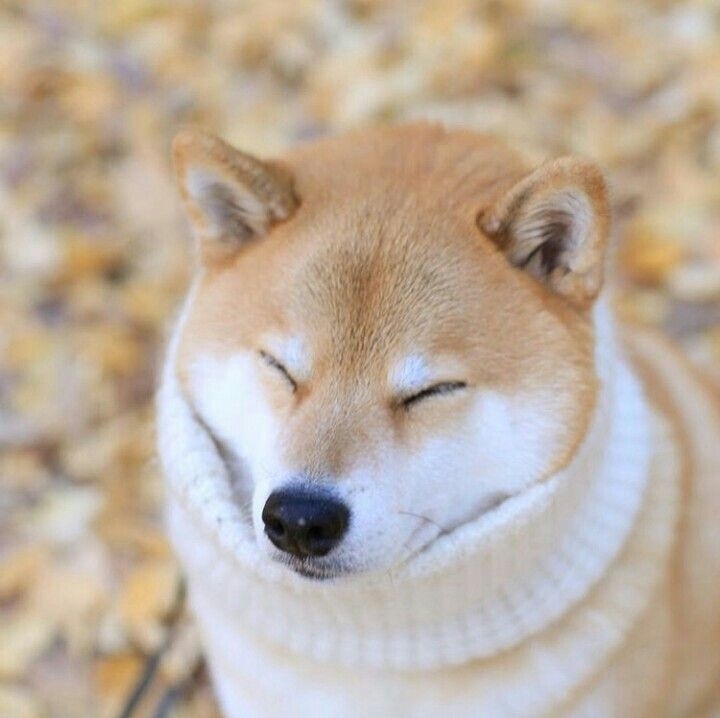 ✨