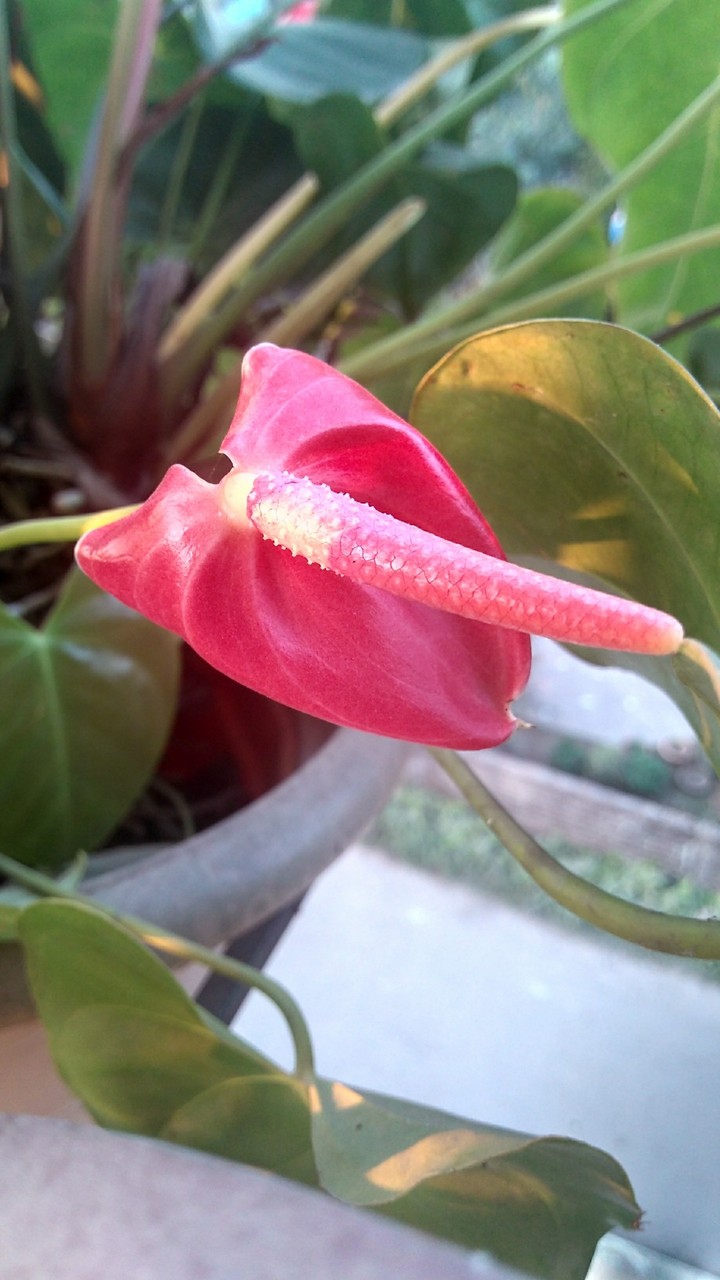flower