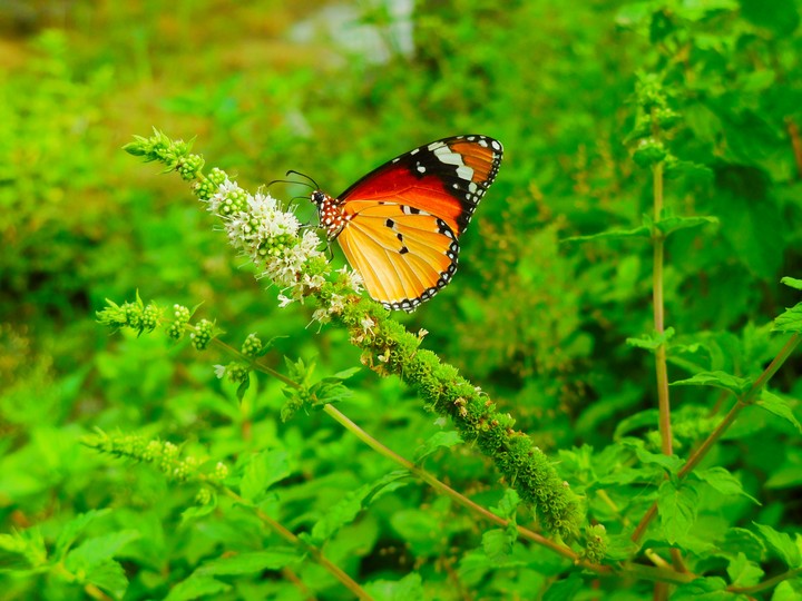 Butterfly Nature