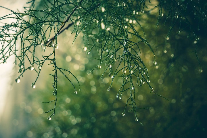 Rain