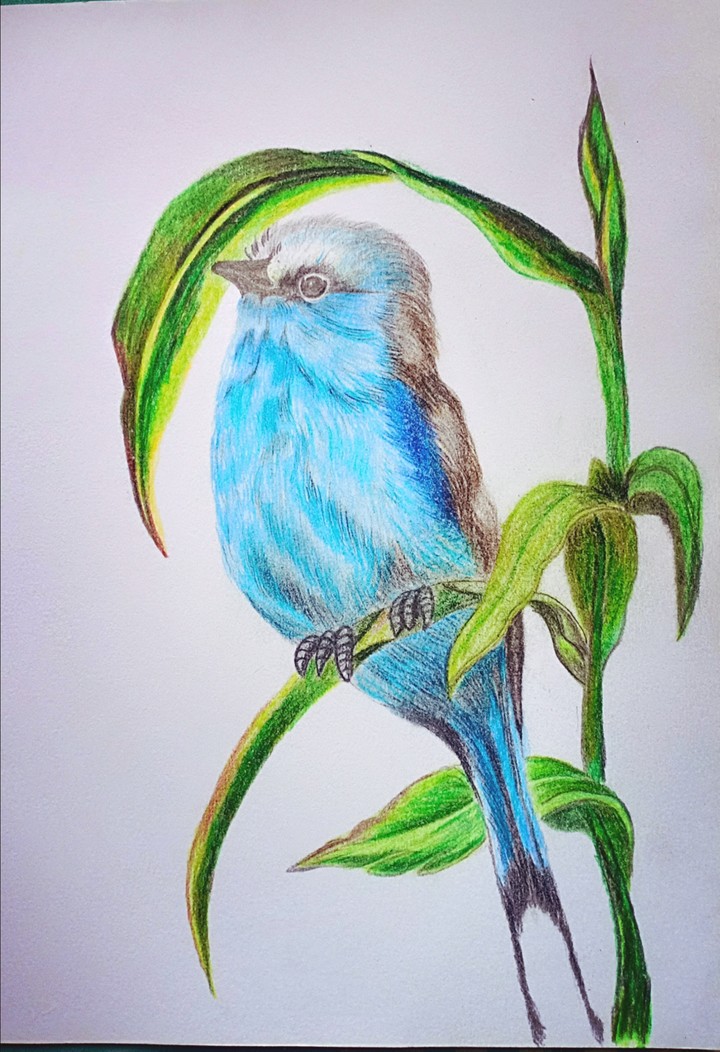 ? bird