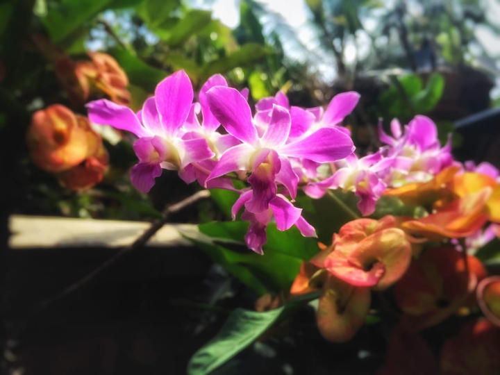 orchid