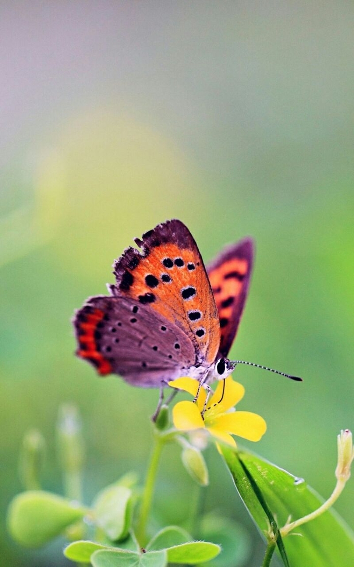 Beautiful Butterfly