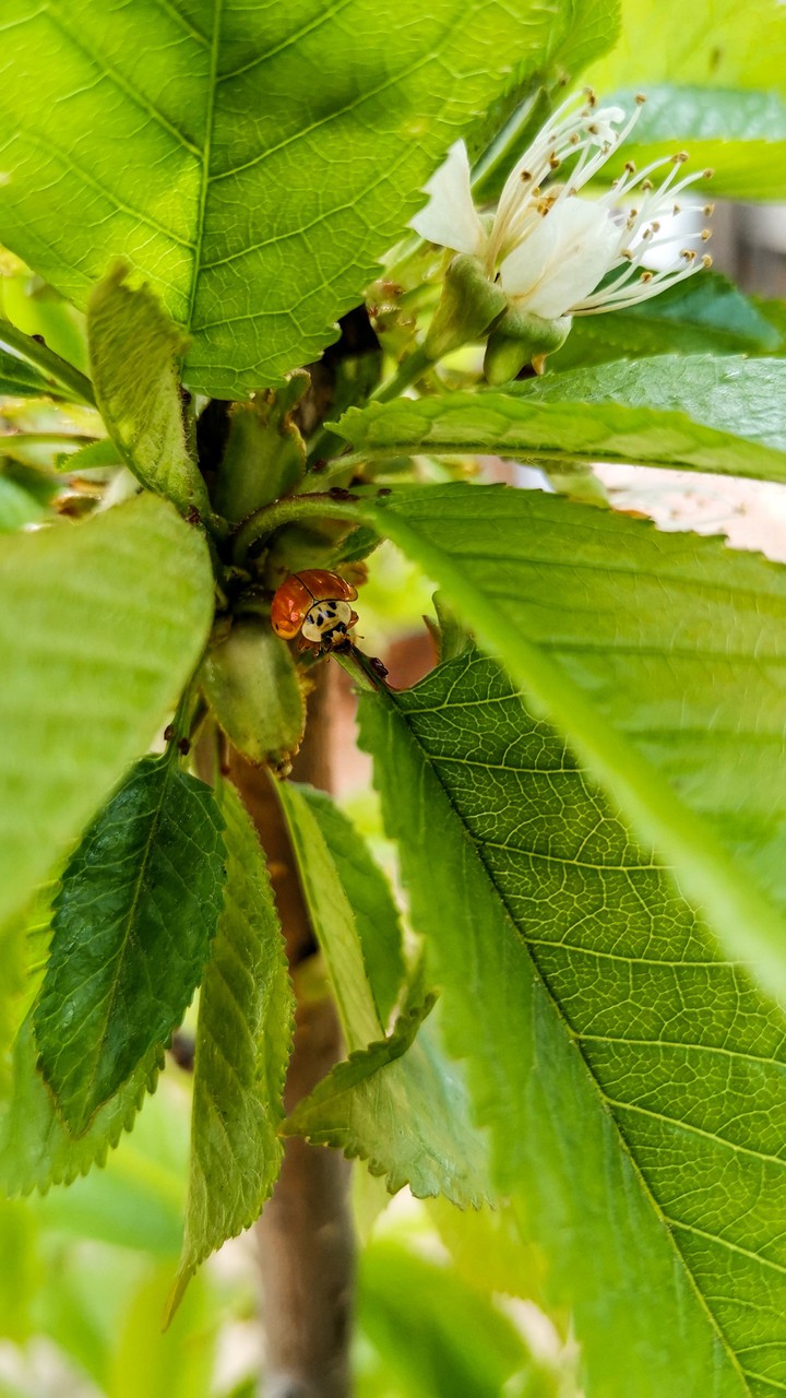 leaf