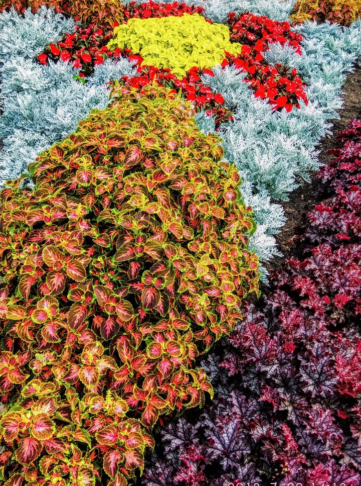 shrub
