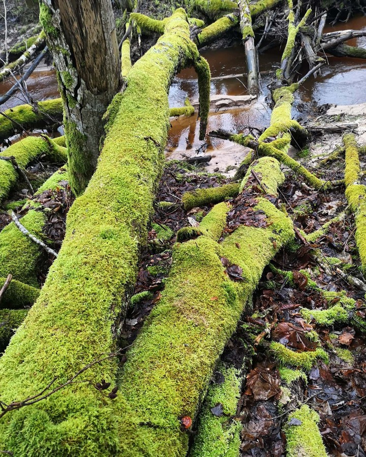 green trees