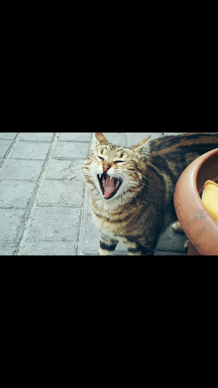 cat annimal