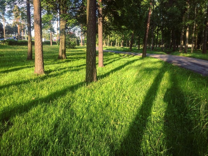 трава