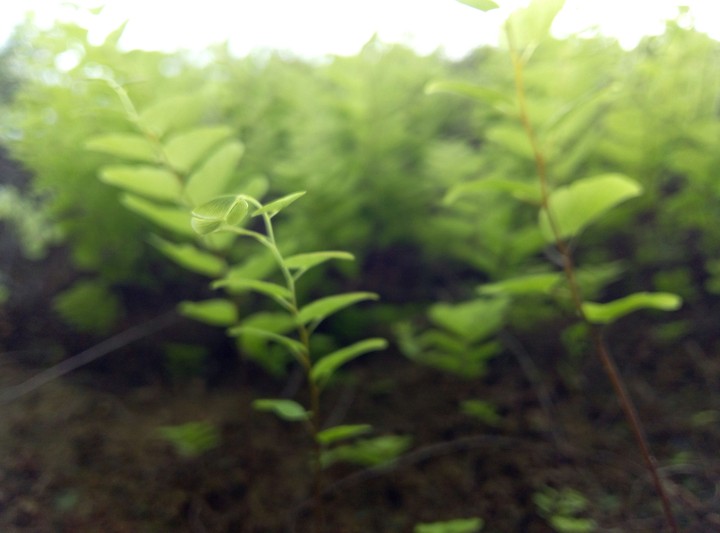 The Leaf