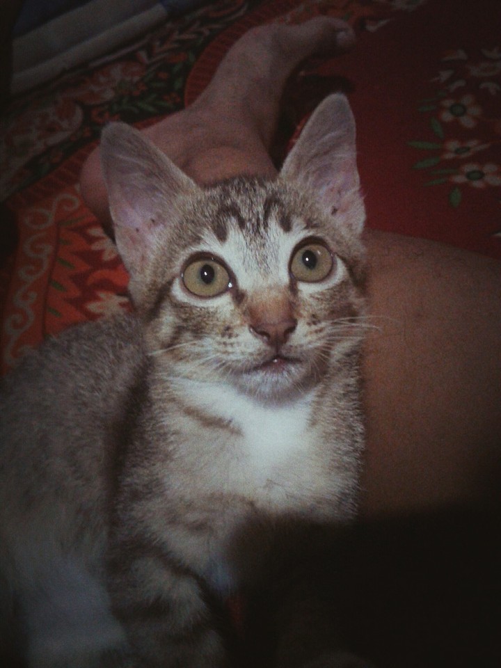 cat