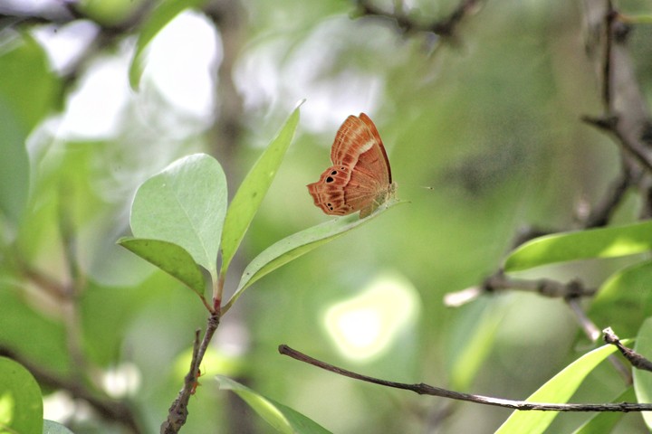 butterfly