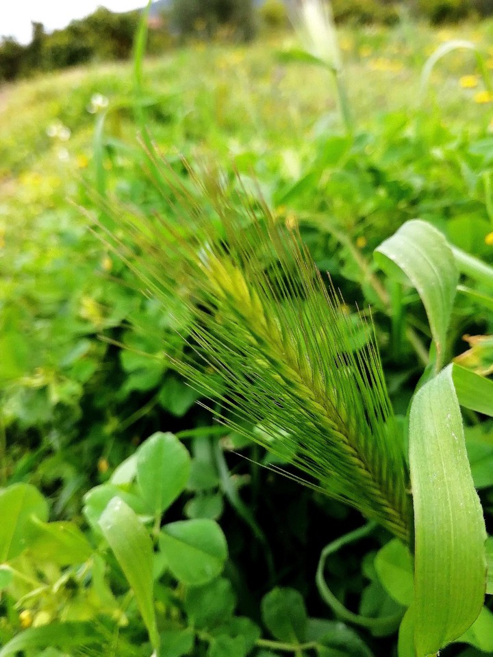 wild green spike