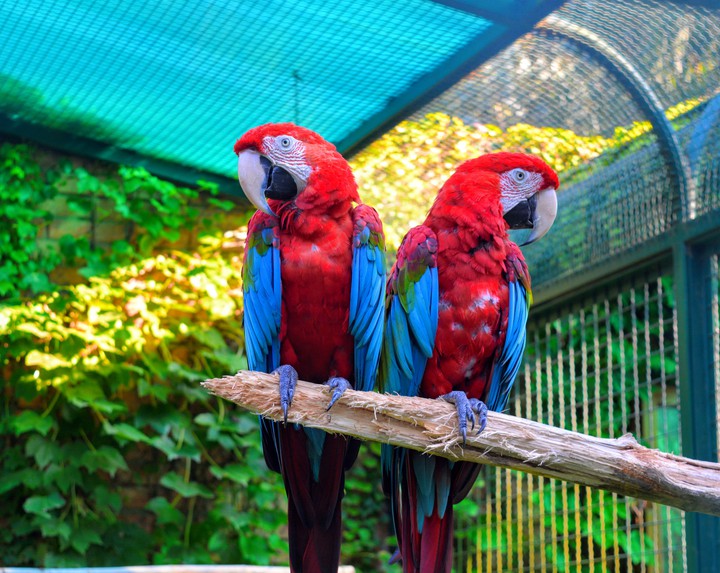 parrots