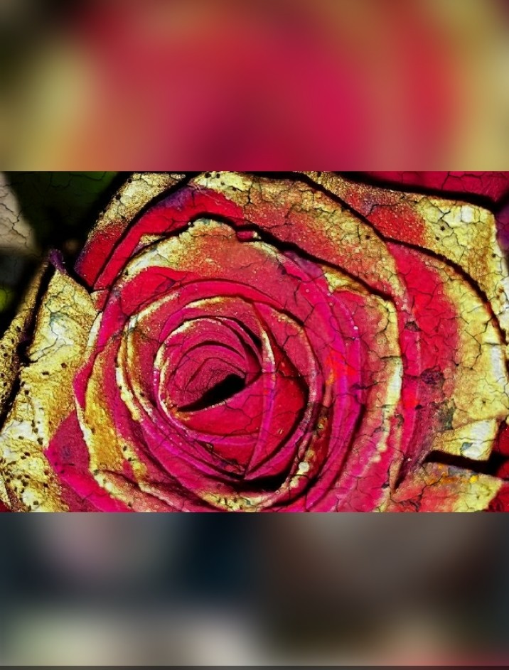 Cracked Rose
