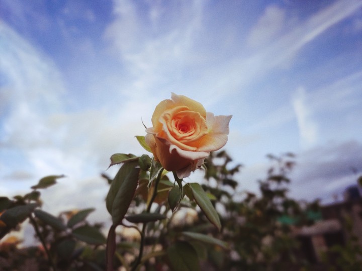 rose