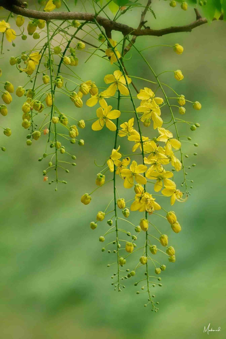 yellow rain