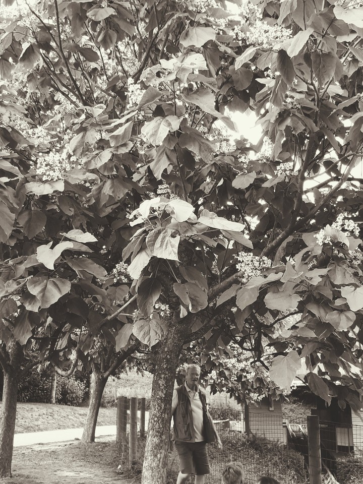 l arbre
