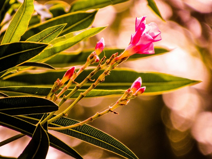flowers wallpaper