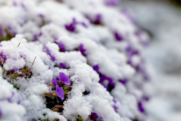 snow in april